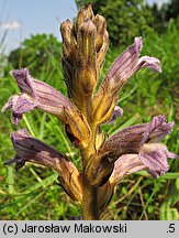 Phelipanche purpurea (zaraźnica niebieska)