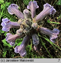 Phelipanche purpurea (zaraźnica niebieska)