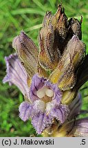 Phelipanche purpurea (zaraźnica niebieska)