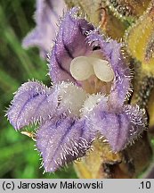 Phelipanche purpurea (zaraźnica niebieska)