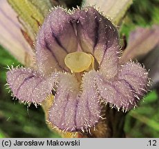 Phelipanche purpurea (zaraźnica niebieska)