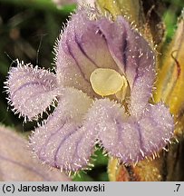 Phelipanche purpurea (zaraźnica niebieska)