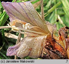 Phelipanche purpurea (zaraźnica niebieska)