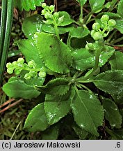 Orthilia secunda (gruszynka jednostronna)