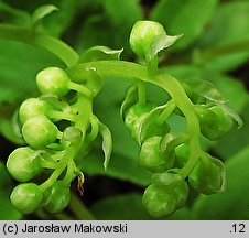 Orthilia secunda (gruszynka jednostronna)