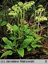 Orthilia secunda (gruszynka jednostronna)