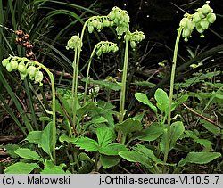 Orthilia secunda (gruszynka jednostronna)