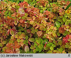 Oxalis vulcanicola