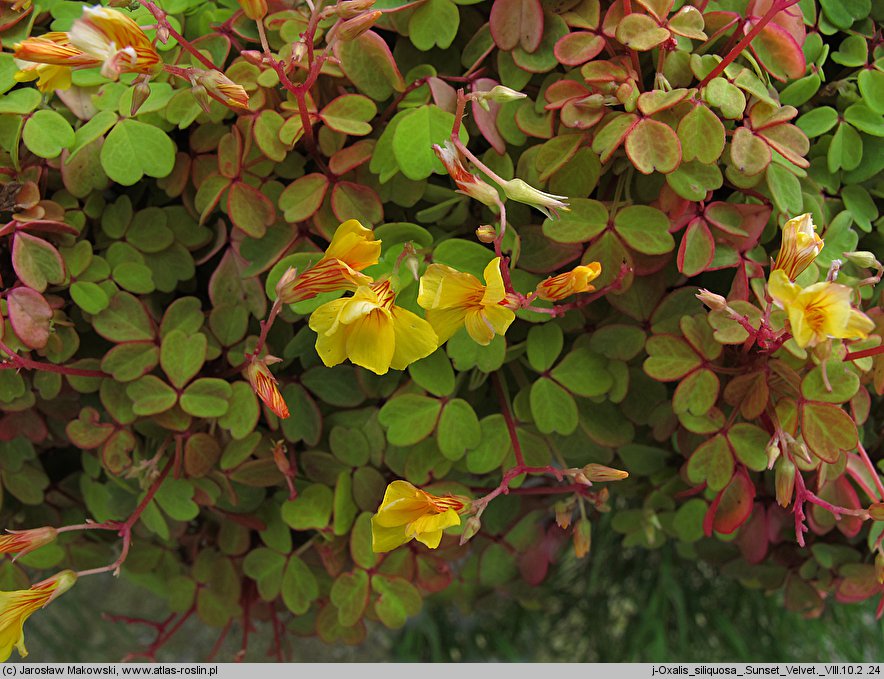 Oxalis vulcanicola