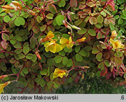 Oxalis vulcanicola