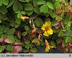 Oxalis vulcanicola