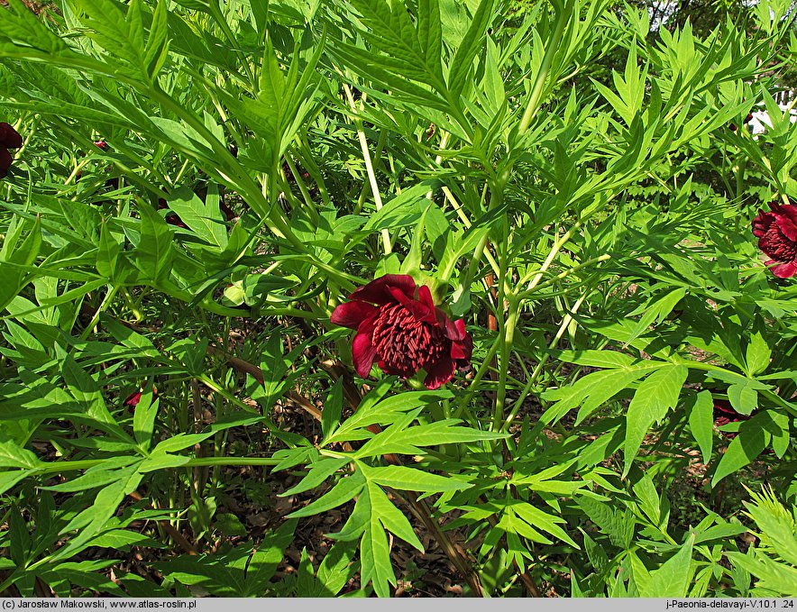 Paeonia delavayi (piwonia Delavaya)