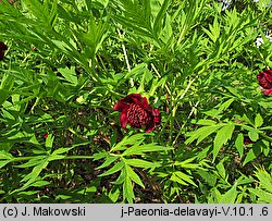 Paeonia delavayi (piwonia Delavaya)