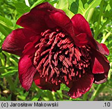 Paeonia delavayi (piwonia Delavaya)