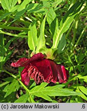 Paeonia delavayi (piwonia Delavaya)