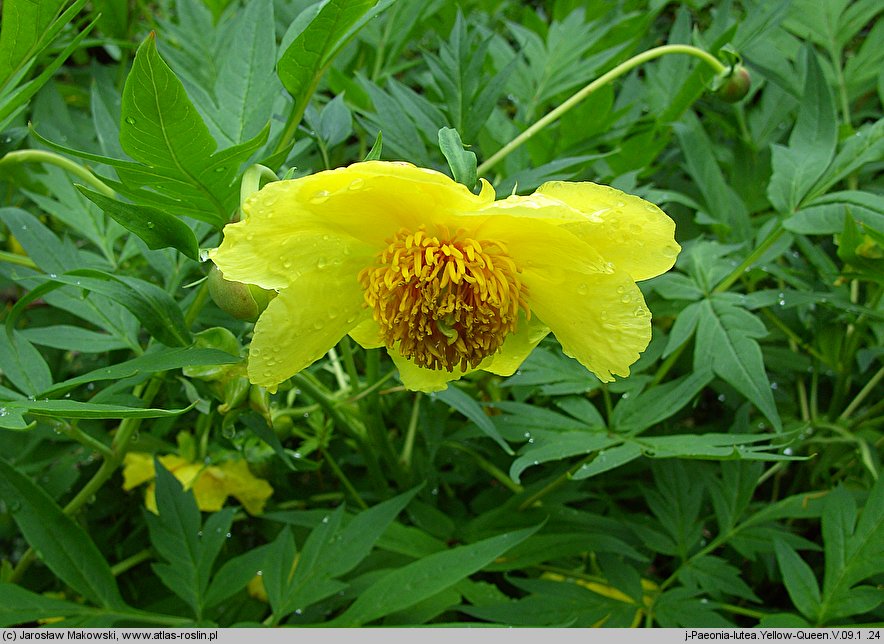 Paeonia delavayi Yellow-Queen