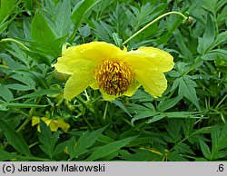 Paeonia delavayi Yellow-Queen