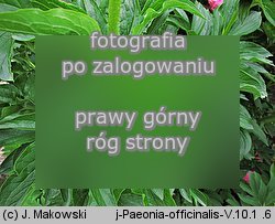 Paeonia officinalis (piwonia lekarska)