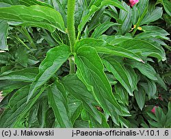 Paeonia officinalis (piwonia lekarska)