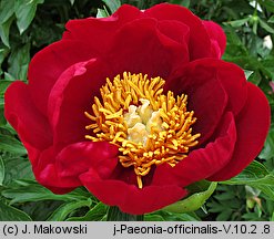 Paeonia officinalis (piwonia lekarska)