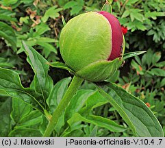 Paeonia officinalis (piwonia lekarska)