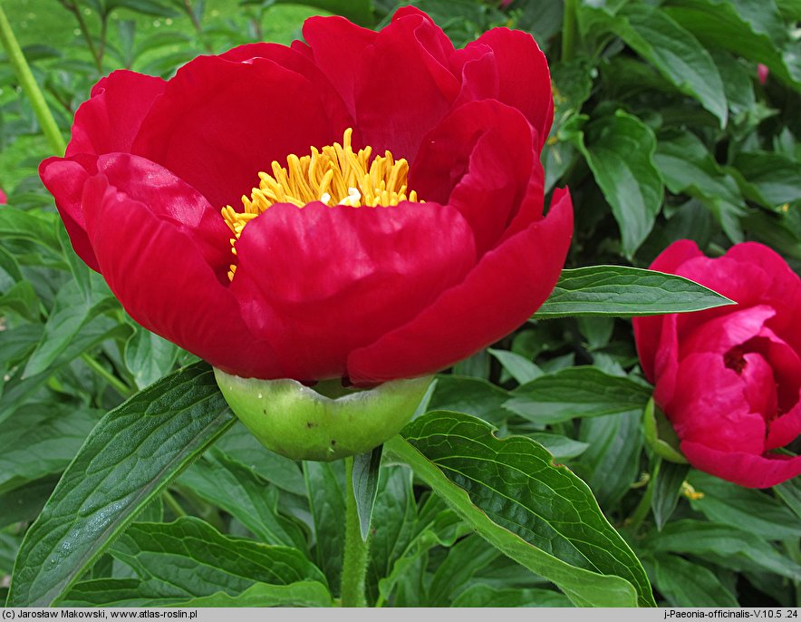 Paeonia officinalis (piwonia lekarska)