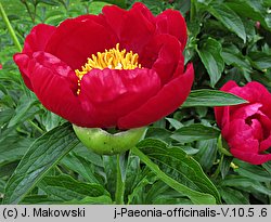 Paeonia officinalis (piwonia lekarska)