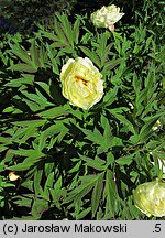 Paeonia ×suffruticosa High Noon