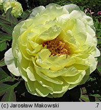 Paeonia suffruticosa High Noon