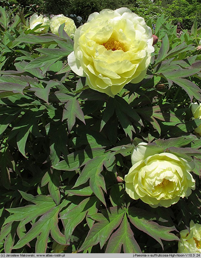 Paeonia suffruticosa High Noon