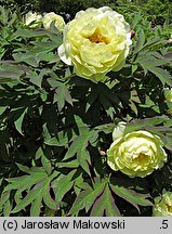 Paeonia suffruticosa High Noon