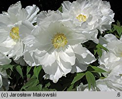 Paeonia ×suffruticosa (piwonia krzewiasta)