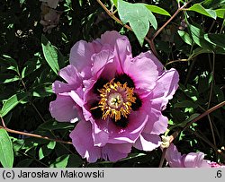 Paeonia ×suffruticosa (piwonia krzewiasta)