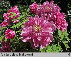 Paeonia suffruticosa (piwonia krzewiasta)