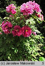 Paeonia suffruticosa (piwonia krzewiasta)