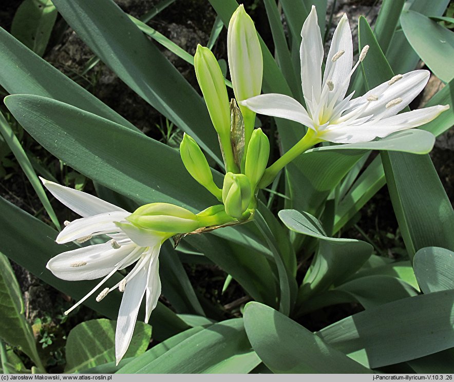 Pancratium illyricum