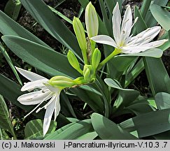 Pancratium illyricum