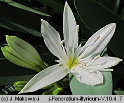 Pancratium illyricum