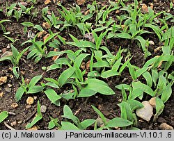 Panicum miliaceum (proso zwyczajne)