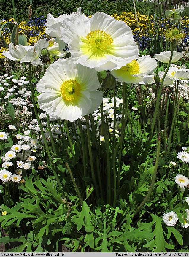 Papaver nudicaule (mak nagołodygowy)