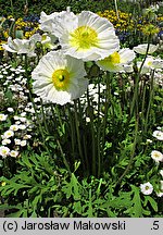 Papaver nudicaule (mak nagołodygowy)