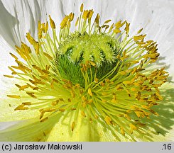 Papaver nudicaule (mak nagołodygowy)