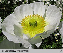 Papaver nudicaule (mak nagołodygowy)