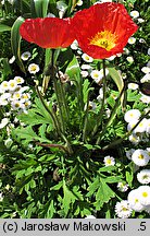 Papaver nudicaule (mak nagołodygowy)