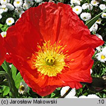 Papaver nudicaule (mak nagołodygowy)