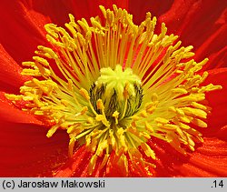 Papaver nudicaule (mak nagołodygowy)