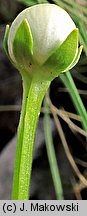 Parnassia palustris (dziewięciornik błotny)