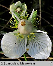 Parnassia palustris (dziewięciornik błotny)