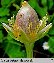 Parnassia palustris (dziewięciornik błotny)