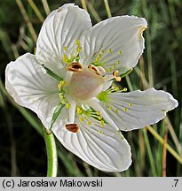 Parnassia palustris (dziewięciornik błotny)